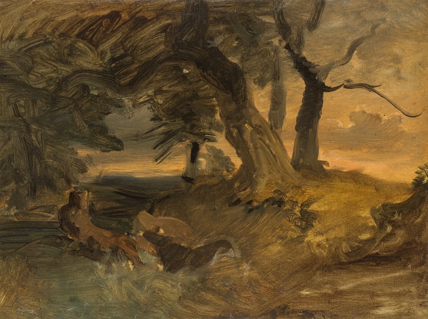 Studio di foresta